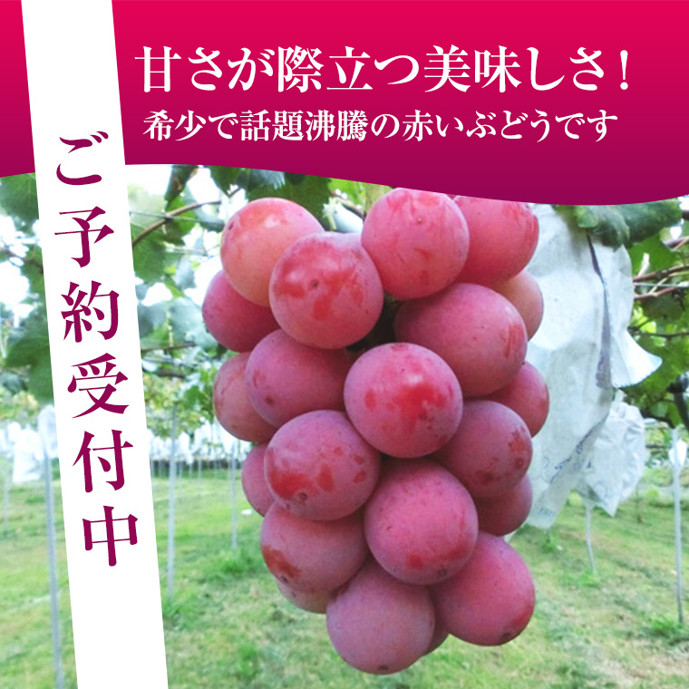 国産大粒ぶどう【クイ－ンニ－ナ】大2房化粧箱 赤葡萄 山梨・長野県産