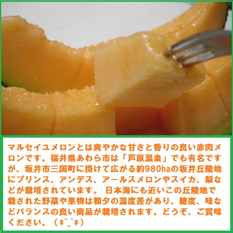 マルセイユメロンについて