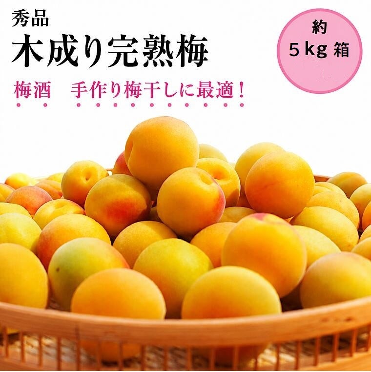 福井梅 完熟梅 【新平太夫梅】秀品 約5K箱 サイズ指定なし 6月下旬
