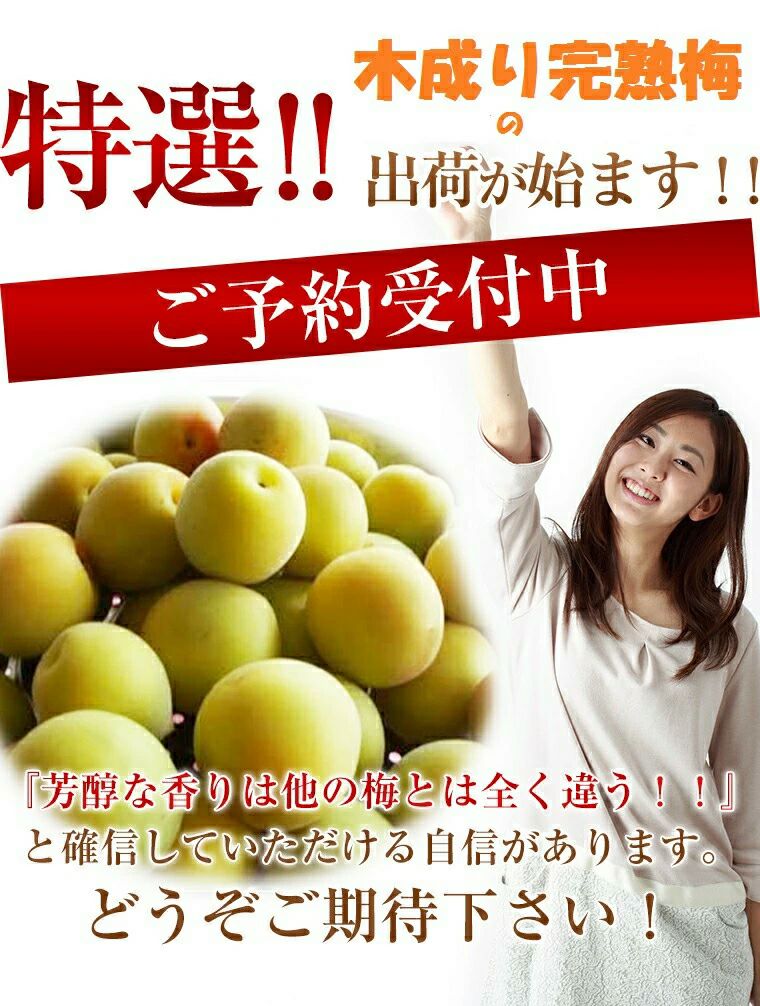 福井梅 完熟梅 【新平太夫梅】秀品 約5K箱 サイズ指定なし 6月下旬