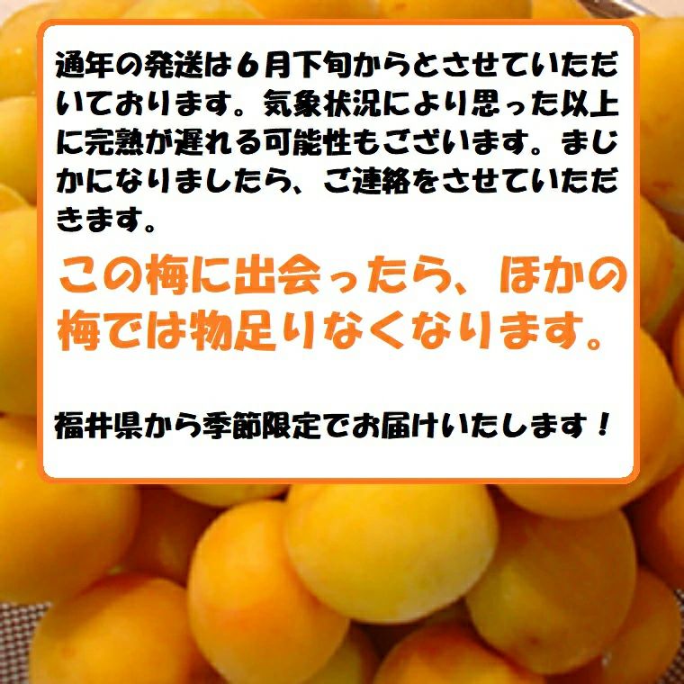 福井梅 完熟梅 【新平太夫梅】秀品 約5K箱 サイズ指定なし 6月下旬