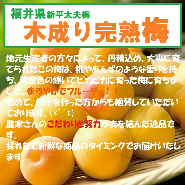 福井梅 完熟梅 【新平太夫梅】秀品 約5K箱 サイズ指定なし 6月下旬