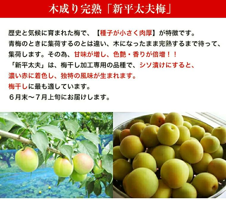 福井梅 完熟梅 【新平太夫梅】秀品 約5K箱 サイズ指定なし 6月下旬
