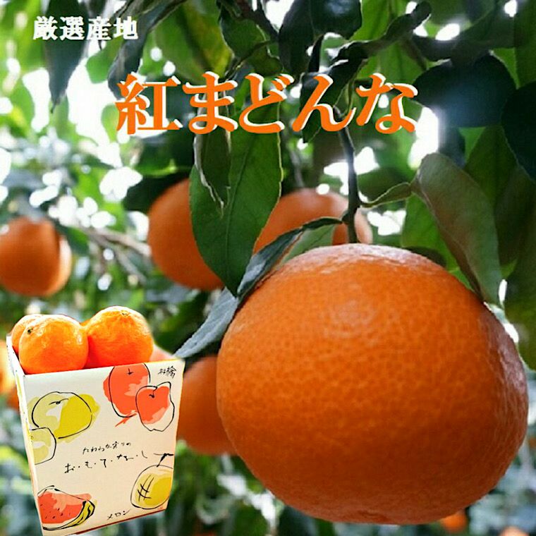 紅まどんな】青秀中玉約1．5Kg手持ち化粧箱 愛媛県産 | フルーツ