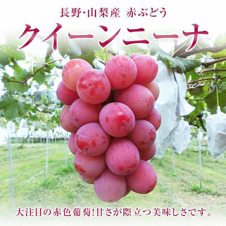 国産大粒ぶどう【クイ－ンニ－ナ】大1房化粧箱 赤葡萄 山梨・長野県産